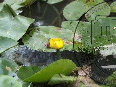 Кубышка желтая 001